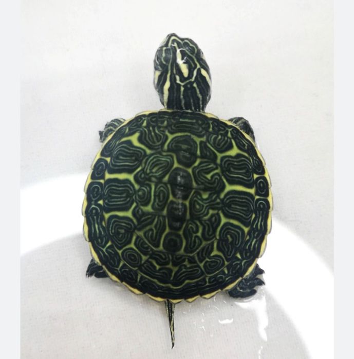 Żółwie Nelsoni Gdynia, żółw Nelsoni Gdynia Tanio sklep zoologiczny: zdjecie 99317495