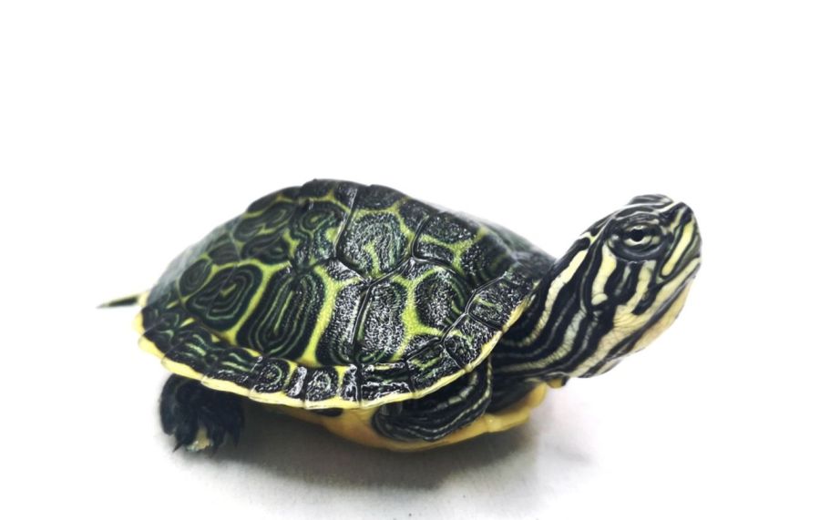 Żółwie Nelsoni Gdynia, żółw Nelsoni Gdynia Tanio sklep zoologiczny: zdjecie 99317496