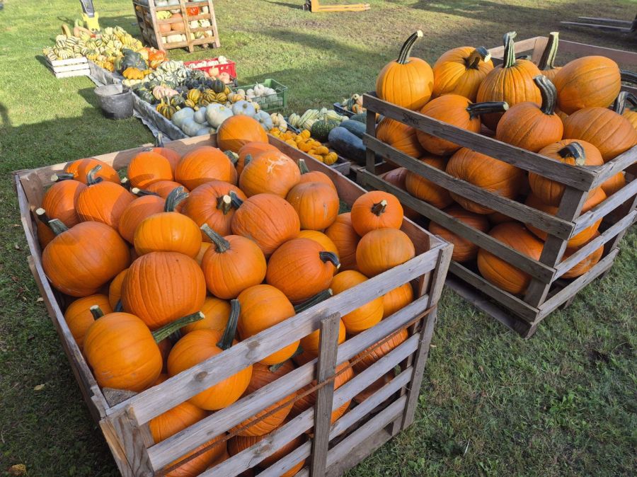 Dynie Halloween Jadalne Ozdobne Duży wybór: zdjecie 99400321