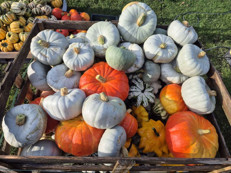 Dynie Halloween Jadalne Ozdobne Duży wybór: zdjecie 99400322