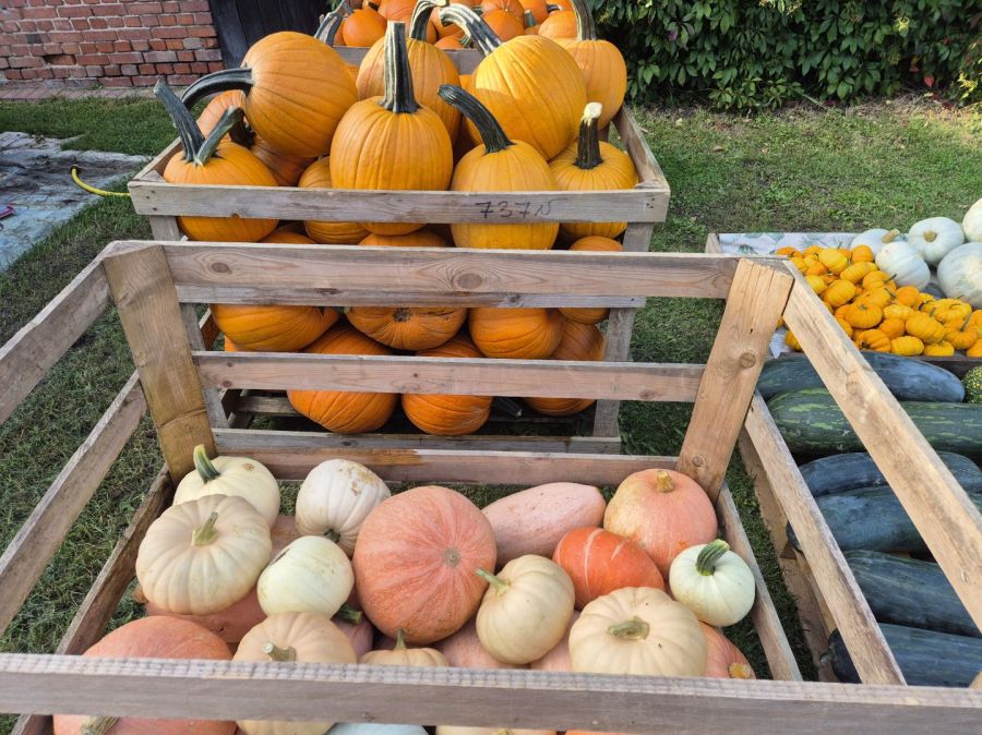 Dynie Halloween Jadalne Ozdobne Duży wybór: zdjecie 99400325