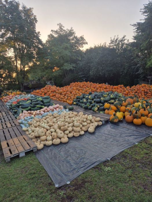 Dynie Halloween Jadalne Ozdobne Duży wybór: zdjecie 99560608