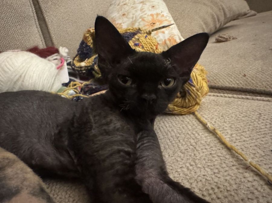 Devon Rex  kocurek 7 miesięcy