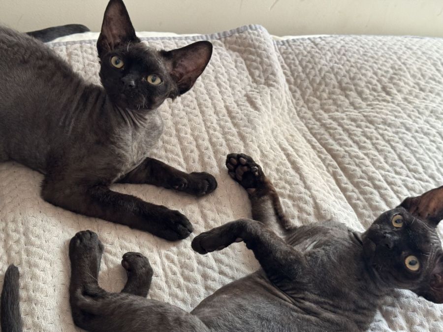 Devon Rex  kocurek 7 miesięcy: zdjecie 99443559