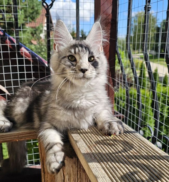 Czarny srebrzysty kocurek Maine Coon: zdjecie 99417100