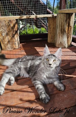 Czarny srebrzysty kocurek Maine Coon: zdjecie 66533232