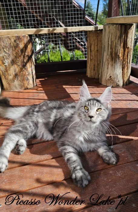 Czarny srebrzysty kocurek Maine Coon: zdjecie 99417101