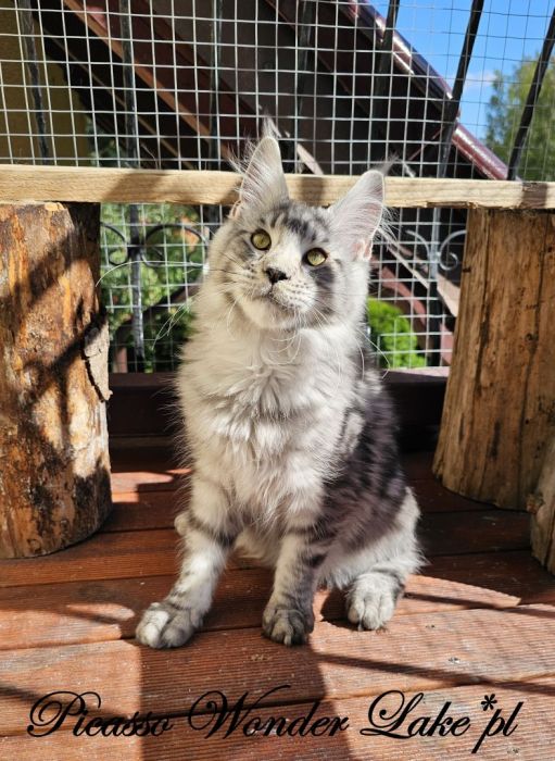 Czarny srebrzysty kocurek Maine Coon: zdjecie 99417102