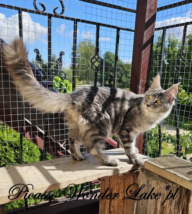 Czarny srebrzysty kocurek Maine Coon: zdjecie 99417103