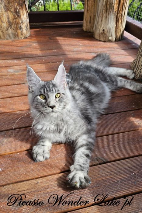 Czarny srebrzysty kocurek Maine Coon: zdjecie 99417104