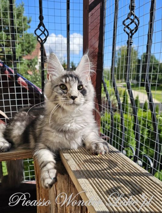 Czarny srebrzysty kocurek Maine Coon: zdjecie 99417105
