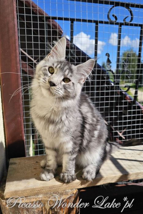 Czarny srebrzysty kocurek Maine Coon: zdjecie 99417106