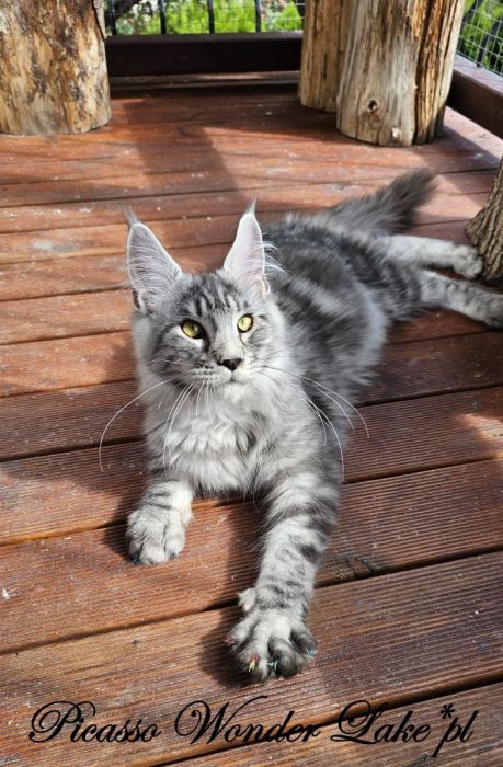 Czarny srebrzysty kocurek Maine Coon: zdjecie 99417108