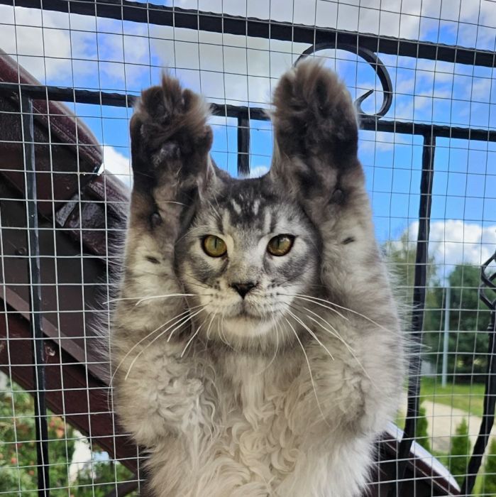 Czarny srebrzysty tikowany Maine Coon: zdjecie 99417125