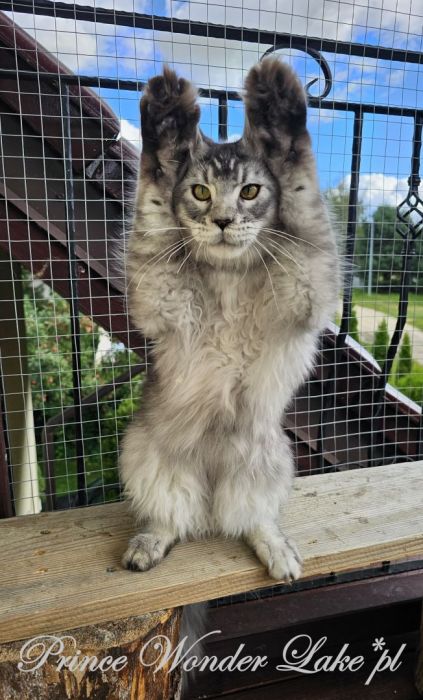 Czarny srebrzysty tikowany Maine Coon: zdjecie 99417126