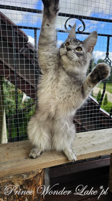Czarny srebrzysty tikowany Maine Coon: zdjecie 99417127