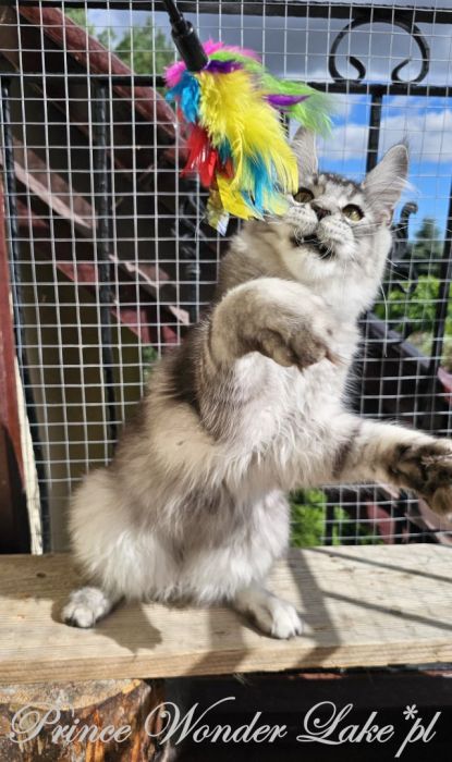 Czarny srebrzysty tikowany Maine Coon: zdjecie 99417128