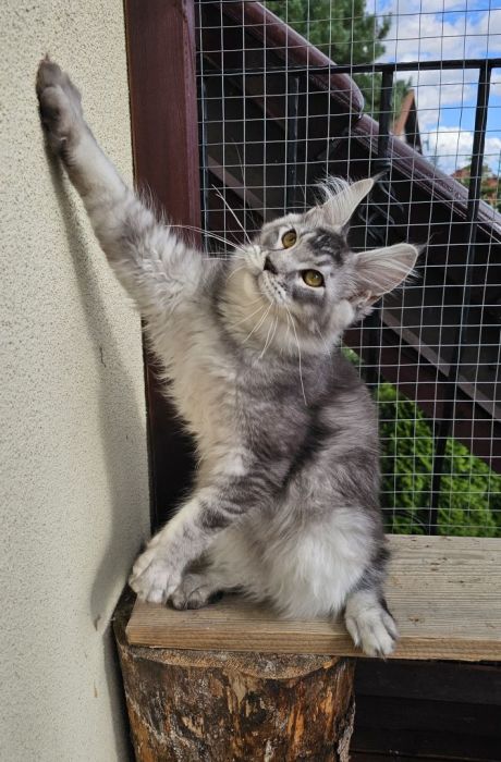 Czarny srebrzysty tikowany Maine Coon: zdjecie 99417129