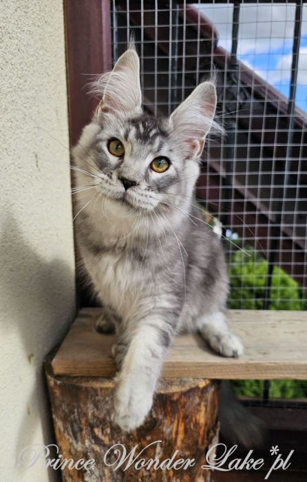Czarny srebrzysty tikowany Maine Coon: zdjecie 99417130
