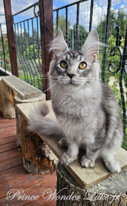 Czarny srebrzysty tikowany Maine Coon: zdjecie 99417131