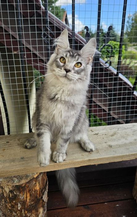 Czarny srebrzysty tikowany Maine Coon: zdjecie 99417132