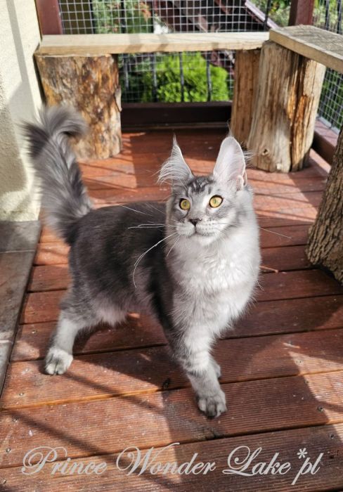 Czarny srebrzysty tikowany Maine Coon: zdjecie 99417133