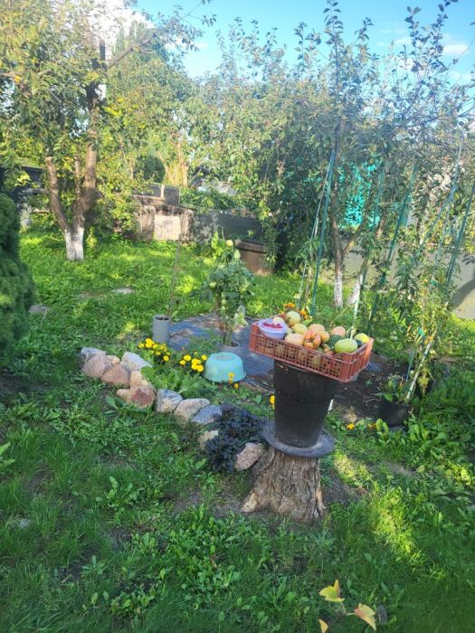 Ogródek: zdjecie 99422360