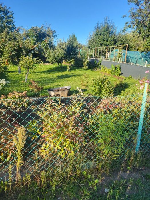 Ogródek: zdjecie 99422362
