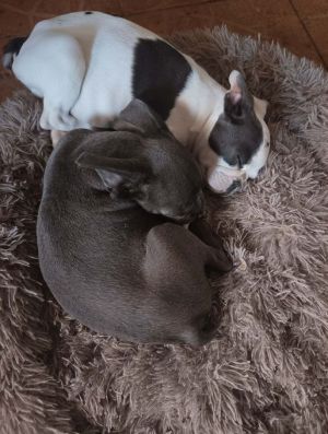 Pies buldog francuski: zdjecie 66534514