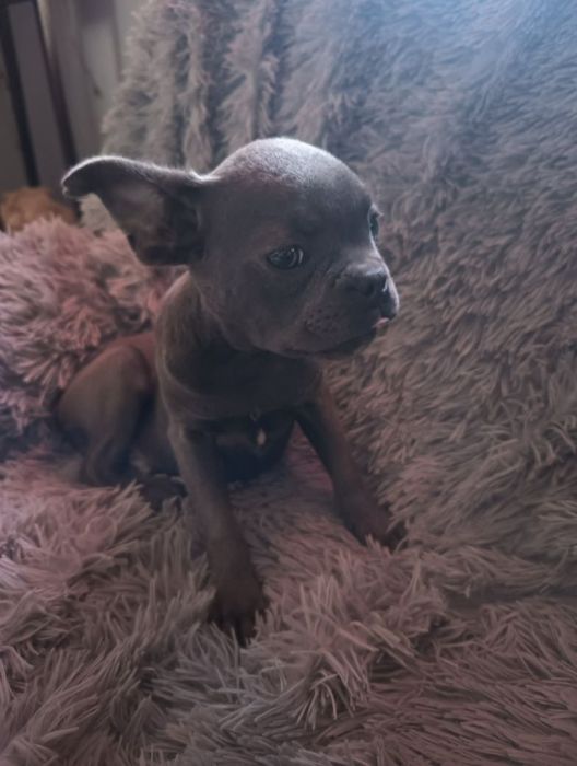 Pies buldog francuski: zdjecie 99425751