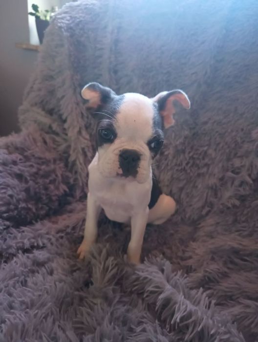 Pies buldog francuski: zdjecie 99425752