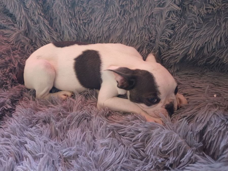 Pies buldog francuski: zdjecie 99425753