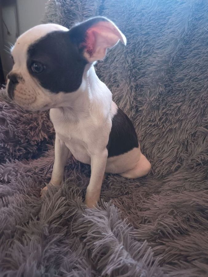 Pies buldog francuski: zdjecie 99425755
