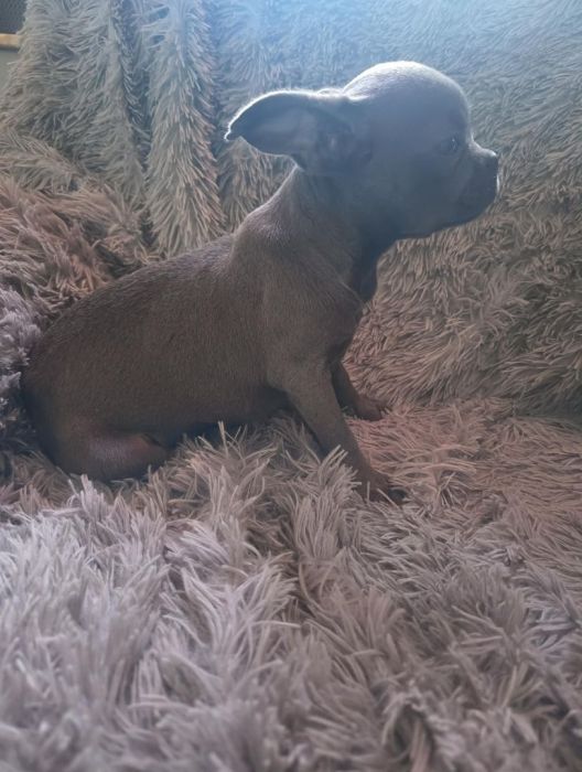 Pies buldog francuski: zdjecie 99425757