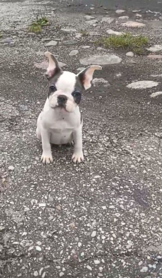 Pies buldog francuski: zdjecie 99425759