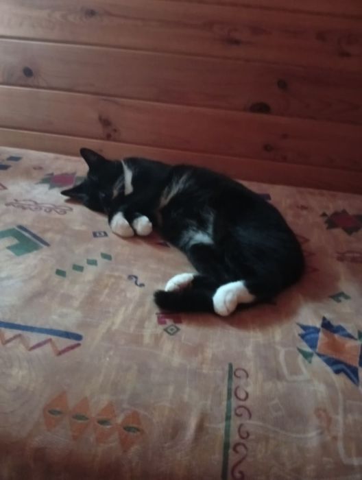 Kotek szuka opiekunki: zdjecie 99462383
