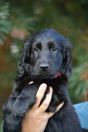 Flat coated retriever: zdjecie 66539383