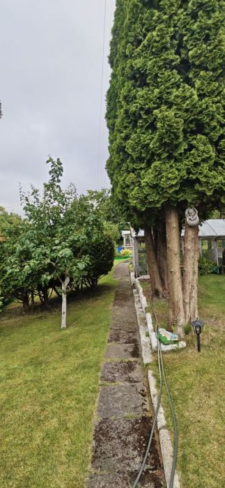 Działka ogrodowa ROD w Sopocie ,widok na zatoke przy lesie.: zdjecie 99472925