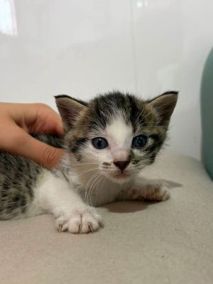 Piter, 6 tygodniowy kocurek szuka domu!: zdjecie 66541553