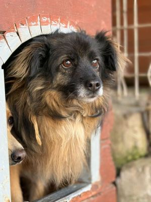 Szprycha - delikatna, nieśmiała sunia: zdjecie 66541874