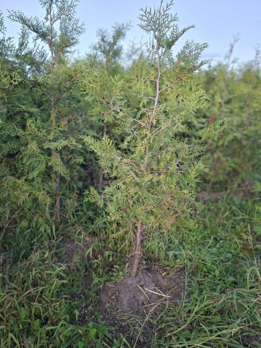 Tuja brabant 180-200cm: zdjecie 99482326
