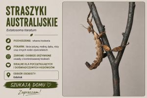 Straszyk australijski: zdjecie 66543856