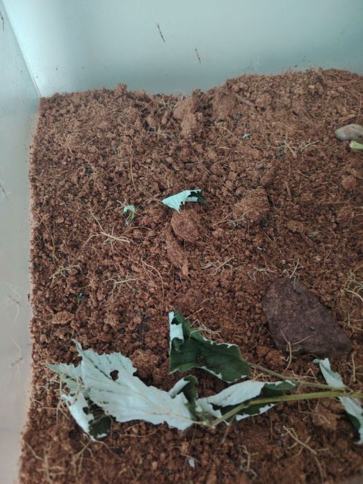 Oddam małe patyczaki ok. 3 tyg.: zdjecie 99509537
