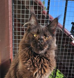 Czekoladowy Maine Coon - FPL: zdjecie 66545350