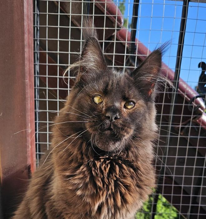 Czekoladowy Maine Coon - FPL: zdjecie 99509611