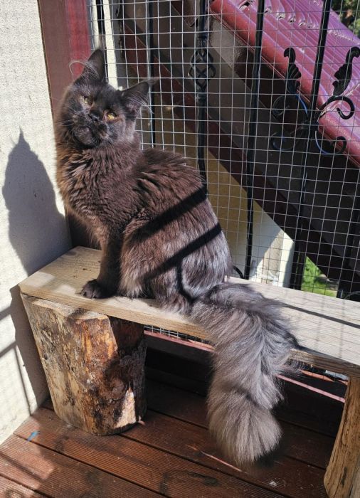 Czekoladowy Maine Coon - FPL: zdjecie 99509612