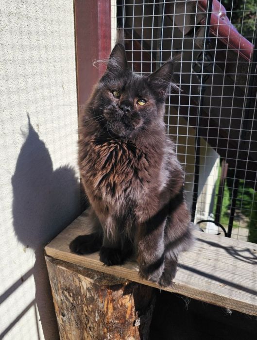 Czekoladowy Maine Coon - FPL: zdjecie 99509613