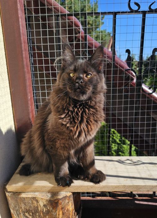Czekoladowy Maine Coon - FPL: zdjecie 99509614
