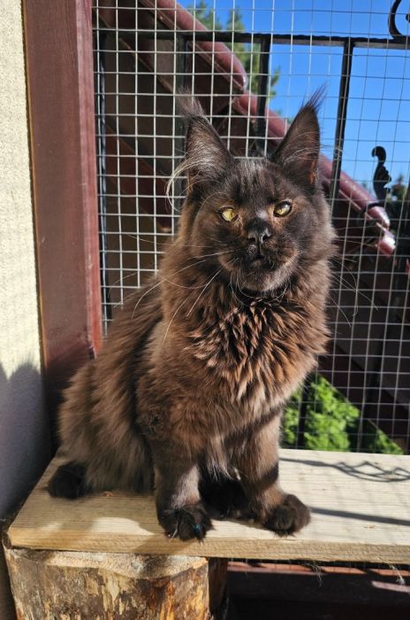 Czekoladowy Maine Coon - FPL: zdjecie 99509615