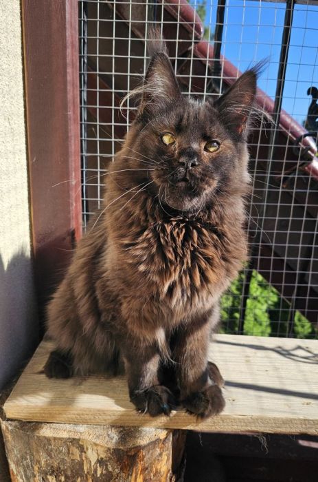 Czekoladowy Maine Coon - FPL: zdjecie 99509616